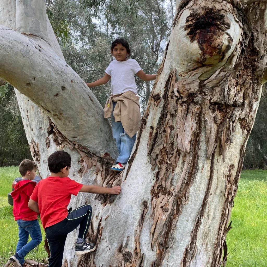 kids climbing a tree